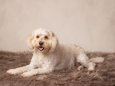 Bronze package option for cute dog photoshoot by Tracy Main