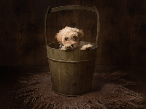 Cute dog photoshoot in bucket
