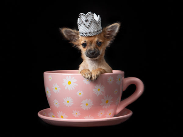 Cute dog photoshoot in teacup