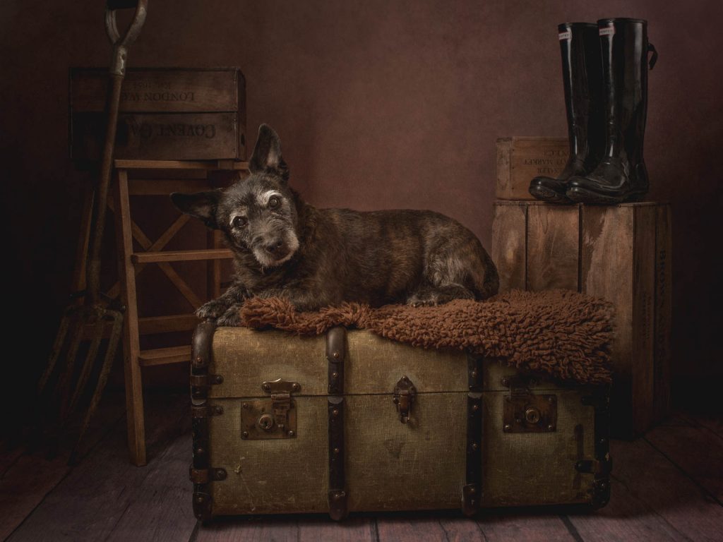 dog sat on a trunk in a fine art style photoshoot