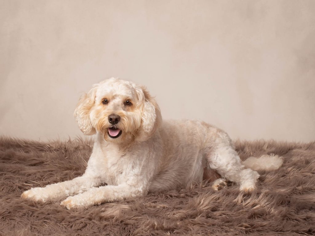 dog on a soft textured rug dog photoshoot