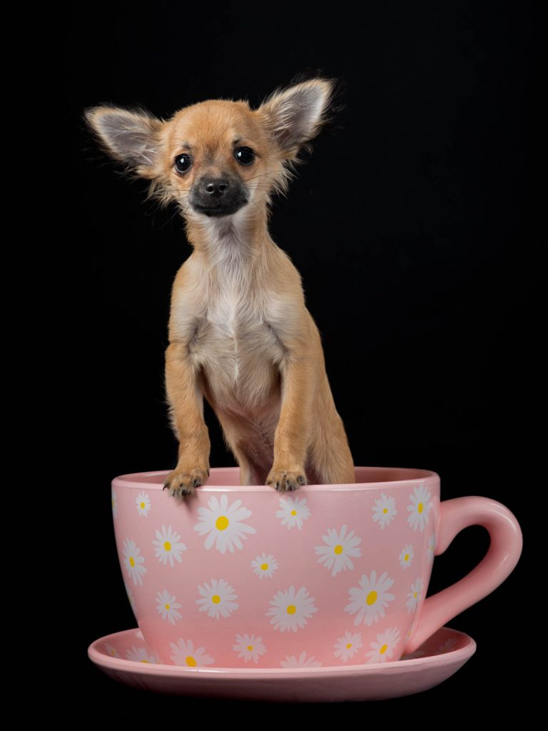 little dog in a teacup photo