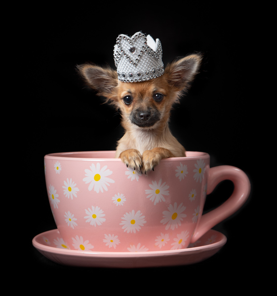 little princess dog in a teacup