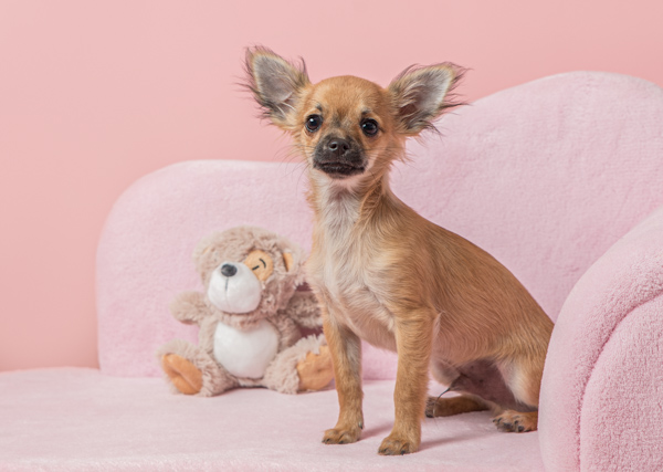 cute little dog on a pink chair