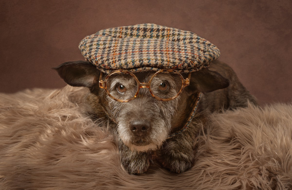 flat cap on a dog wearing glasses