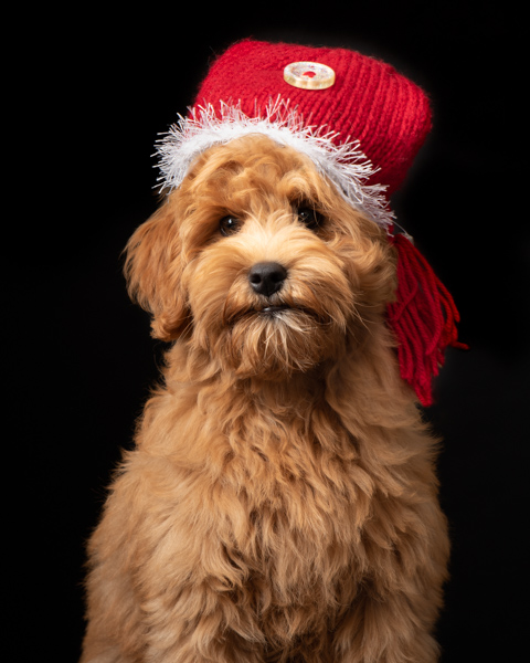 winter hat on a shaggy dog