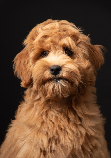 close up of a shaggy dog portrait