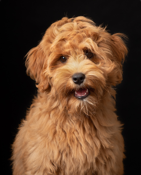 shaggy dog portrait